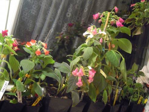 DSCN0274.JPG