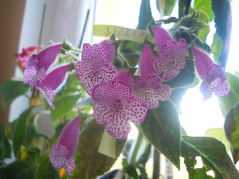 DSCN0343.JPG