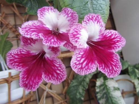 Alabaster Rose.jpg