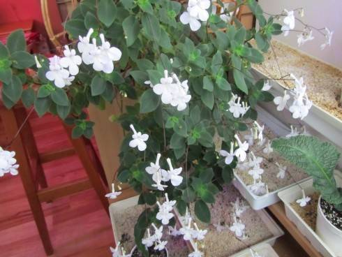 White Butterfly.jpg