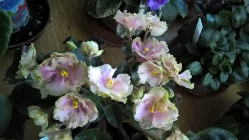 Rob's Antique Rose.jpg