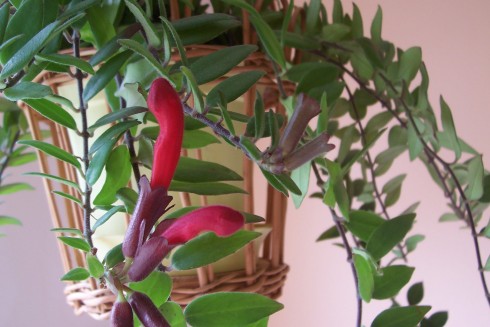 aeschynanthus.jpg