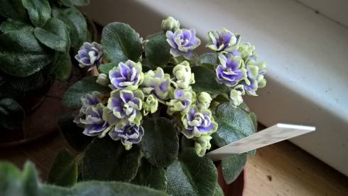 Gleeful Elf.jpg