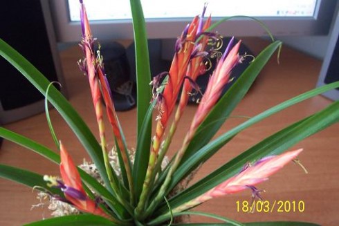 květy na tilandsii.JPG