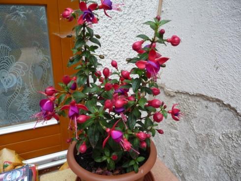 P1010826.jpg