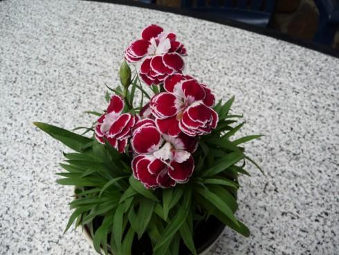 P1010827.jpg