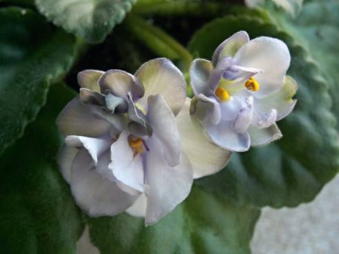 Smokey Moon.jpg