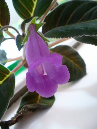 Sinningia speciosa.jpg