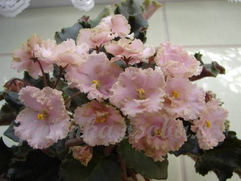 Rob's Antique Rose.jpg