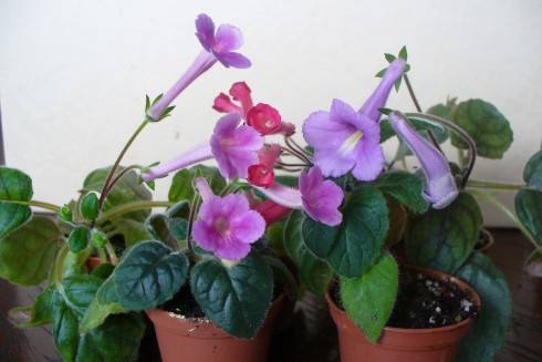 Lavender, Red, Purple.JPG