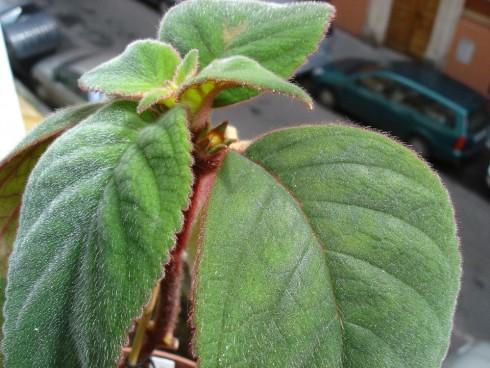 Kohleria eriantha.jpg