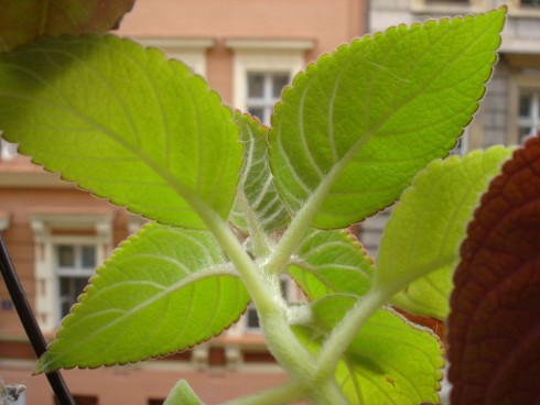 Kohleria spicata_2.jpg