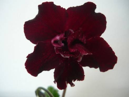 DS-Krovavaia Roza.jpg