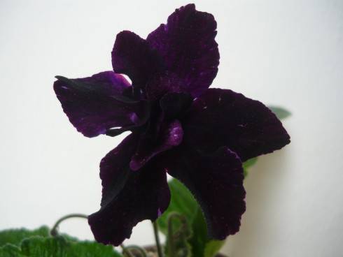 Bristol's Black Bird.jpg