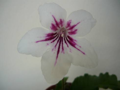 Bristol's Daisy Jane.jpg
