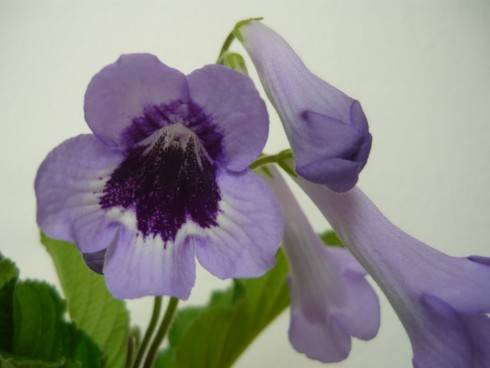 Heartland's Perfume.jpg