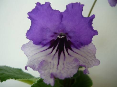 JL-Showy Pansy.jpg