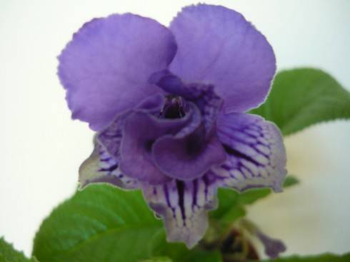 Blue Frills.jpg