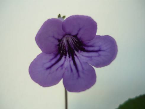 Blueberry Butterfly.jpg