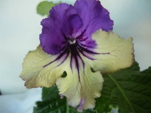 Harlequin Delft.jpg