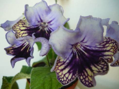 Harlequin Lace.jpg