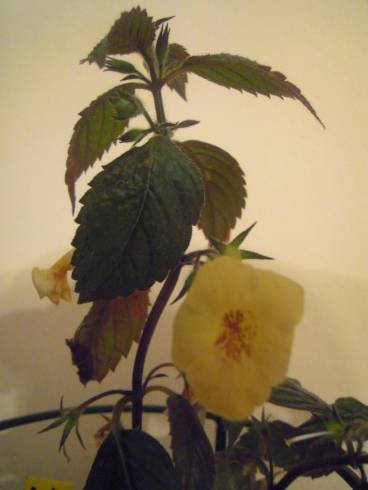 Yellow Beauty.jpg