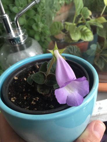 Sinningia speciosa Brasilia.jpg