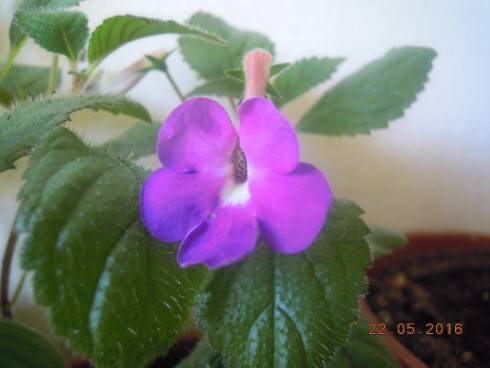 Achimenes patens Major.jpg