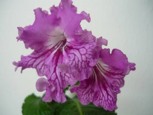 Anna Sui.jpg