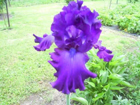 PIC_0344.JPG