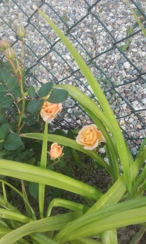20160613_183321.jpg