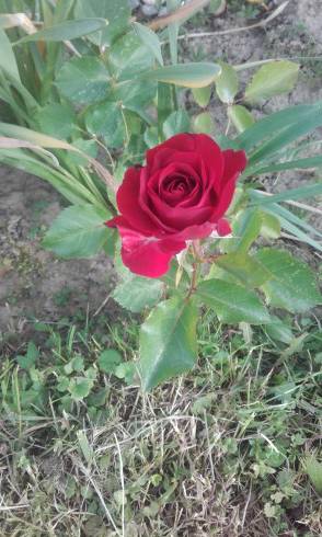 20160613_183349.jpg