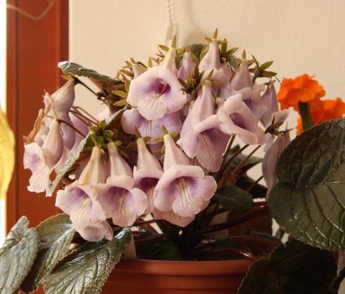 Sinningia eumorpha Saltao.jpg