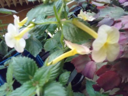 20160627_204150_Burst01.jpg