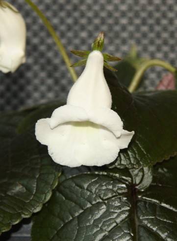 Sinningia eumorpha.jpg