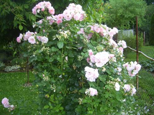 PIC_0505.JPG