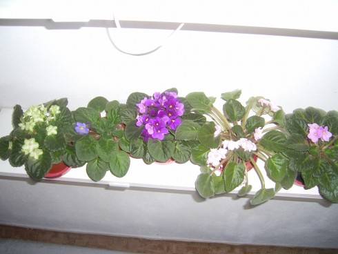 PIC_0515.JPG