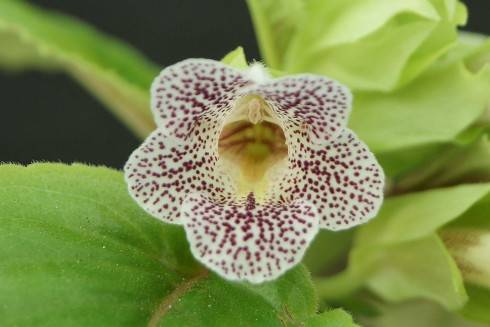 Sinningia guttata.jpg