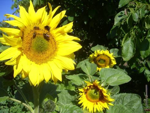 PIC_0519.JPG