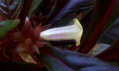 Nautilocalyx lynchii.jpg