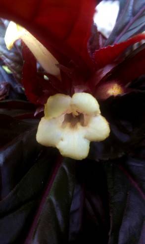 Nautilocalyx lynchii.jpg