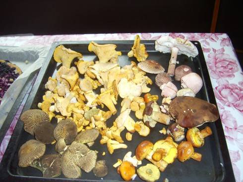 PIC_0543.JPG