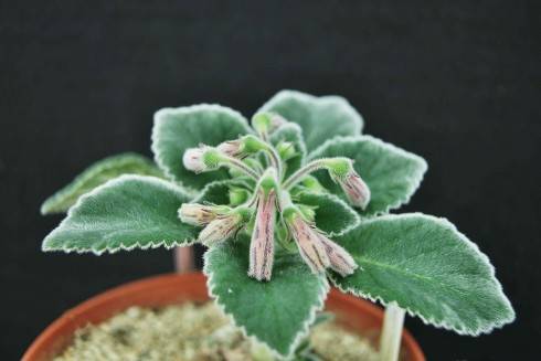 Sinningia piresiana MP 1044.jpg