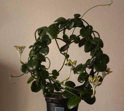 Ceropegia sandersonii.jpg