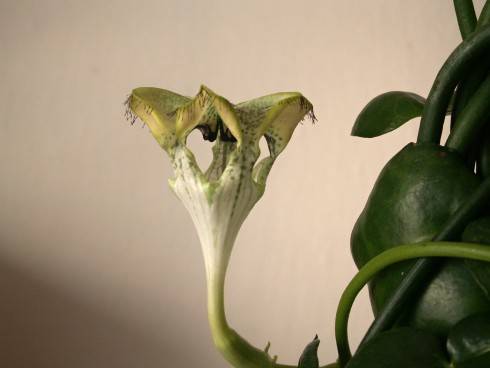 Ceropegia sandersonii.jpg