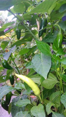 Jalapeno a Hung hot wax chilli.JPG