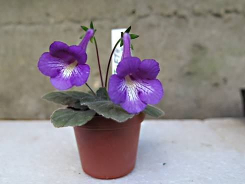 LIB's Fifth Element.JPG