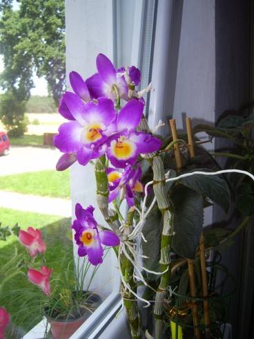 PIC_0584.JPG