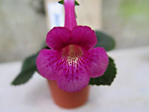 LIB's Mauve.jpg