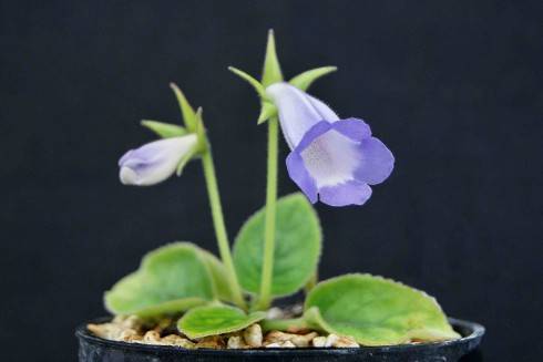 Sinningia speciosa Espirito Santo.jpg